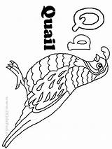 Coloring Quail Pages Popular Library Clipart Choose Board Line sketch template