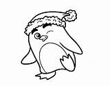 Christmas Penguin Hat Coloring Coloringcrew Colorear sketch template