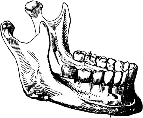 jaw clipart