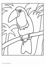 Kleurplaat Tukan Toekan Tucano Malvorlage Toucan Kleurplaten Vogels Coloriage Vogel Ausdrucken Stampare Abbildung Herunterladen Große Educol Stemmen Schulbilder sketch template