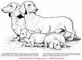 Dog Coloring Pages sketch template