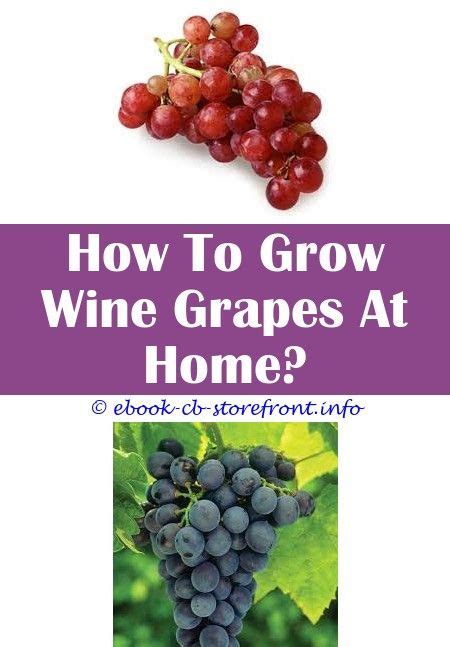 fabulous   grow grape vines   fence