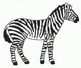 Zebra Coloring Clipart Drawing Pages Outline Printable Print Stencil Zebras Line Template Clip Baby Gif Cliparts Tumblr Clipartbest Background Cute sketch template