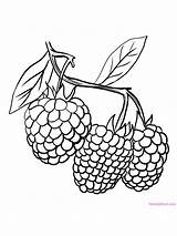 Printable Raspberries sketch template