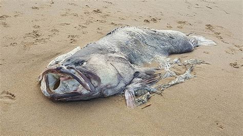 gigantic monster fish washes   australian shore baffling locals fox news