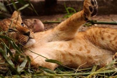 van de  nieuwe leeuwen welpjes  safari park beekse bergen welpjes leeuwen drieling