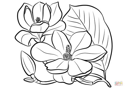 southern magnolia coloring page  printable coloring pages flower
