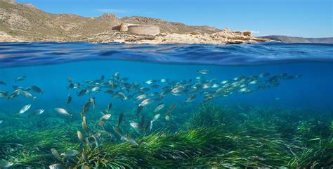 areas marinas protegidas donde las especies renacen verde  azul