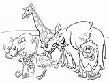 Safari Coloring Cartoon Animal Characters Animals Book African Vector sketch template