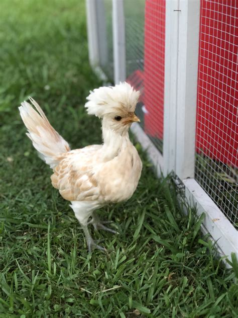 buff laced polish chicken chicks for sale cackle hatchery
