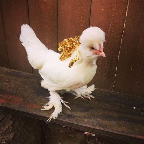 top  small chicken breeds  pictures