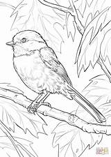 Ast Vogel Capped Repin Coloringpages sketch template