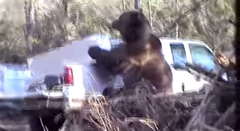 Giant Grizzly Bear Goes Bonkers On Truck Unofficial Networks
