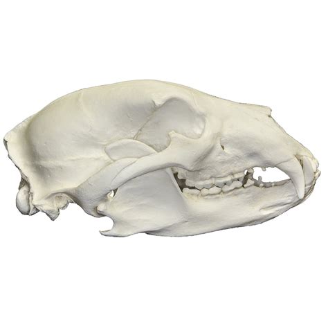 replica american black bear skull  sale skulls unlimited international