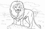 Lion Drawing Standing Getdrawings sketch template