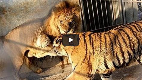 Tiger Vs Lion Real Fight Jayden Show