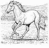 Cal Colorat Planse Desene Cai Animale Domestice Calul Desenat Imagini Cavalos Imaginea sketch template
