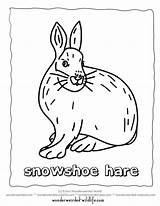 Hare Coloring Arctic Snowshoe Clipart Cliparts 792px 77kb Printable Library Line sketch template
