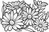 Coloring Daisies Daisy Pages Printable Flowers Flower Adult Drawing Pattern Supercoloring Categories Nature Patterns Choose Board Public Mandala sketch template