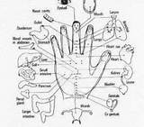 Acupressure Organs Reflexology Gatillo Terapia Meridian sketch template