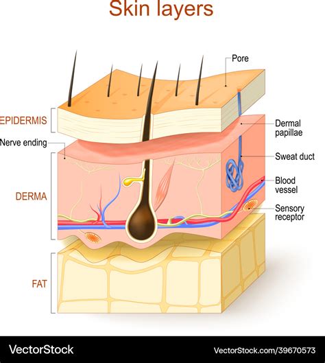 skin layers structure   human royalty  vector image