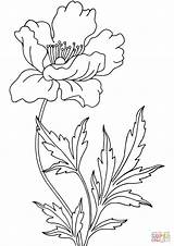 Coloring Poppy Pages Drawing sketch template