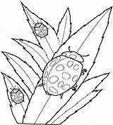 Squirrel Flying Coloring Pages Ladybug Cute Terrific Getcolorings Print Getdrawings Amazing sketch template