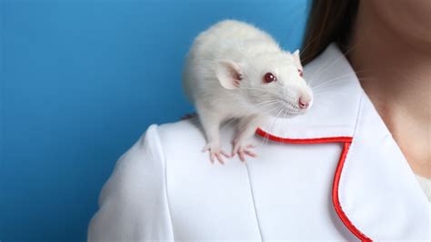 Female Lab Rats Are The Victims Of Gender Bias Too