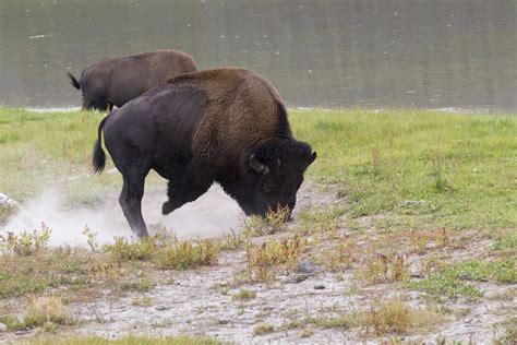 american bison facts learn  buffalo buffalo billfold company