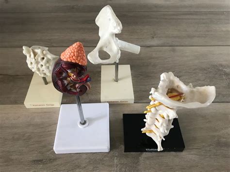 voltaren geigy  anatomical models plastic catawiki