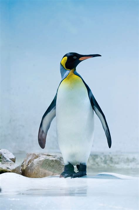 photo pinguin animal penguin wildlife   jooinn