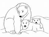 Polar Bear Coloring Pages Cub Printable Kermode Bears Drawing Print California Animal Color Baby Clipart Clip Arctic Animals Kids Sheets sketch template