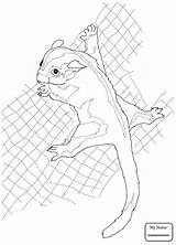 Coloring Possum Mammals Glider sketch template