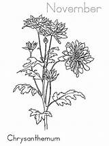 Chrysanthemum Loudlyeccentric sketch template