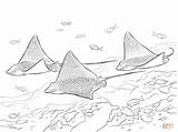 Coloring Pages Eagle Rays Spotted Drawing Printable sketch template