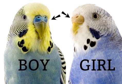How Can You Tell If A Parakeet Is Male Or Female