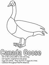 Goose Coloring Canada Pages Animal Kids Drawing Birds Canadian Animals Kidzone Activities Book Fact Getdrawings Results Ws Worksheets sketch template