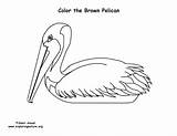 Pelican Coloring Brown sketch template
