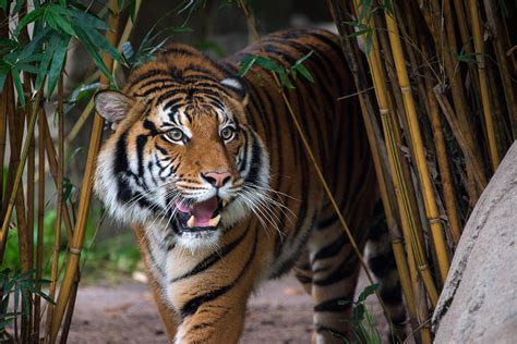 tiger joins houston zoo family  houston zoo