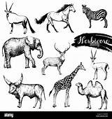 Animals Vector Herbivore Sketch Drawn Alamy Illustration Hand Set Style sketch template