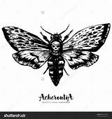Moth Head Coloring Deaths Death Hawkmoth Vector Drawn Ink Hand Trendy Engraved Illustration Style Drawing Tattoo Sketch Designlooter Shutterstock 17kb sketch template