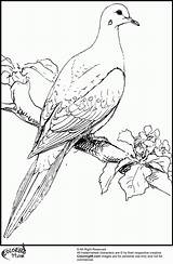 Coloring Dove Pages Library Clipart sketch template