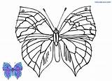 Schmetterlinge Malvorlagen Malvorlage sketch template