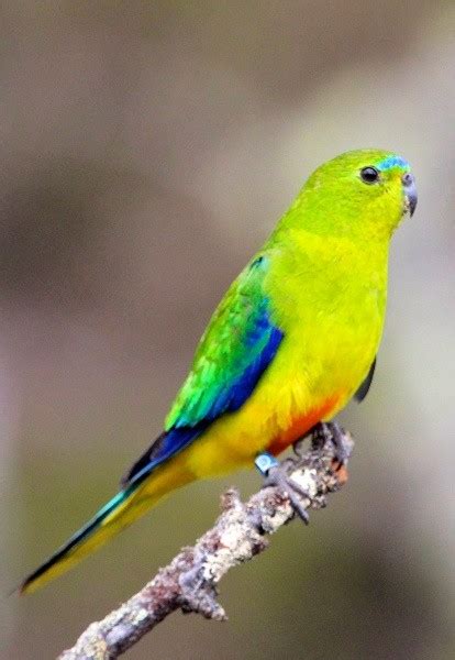 disease strikes australias endangered orange bellied parrot