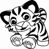 Tiger Easy Drawing Coloring Pages Roaring Getdrawings sketch template