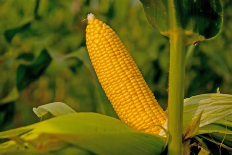 growing sweet corn top tips facts