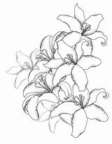 Lys Bouquet Adulte Artherapie sketch template