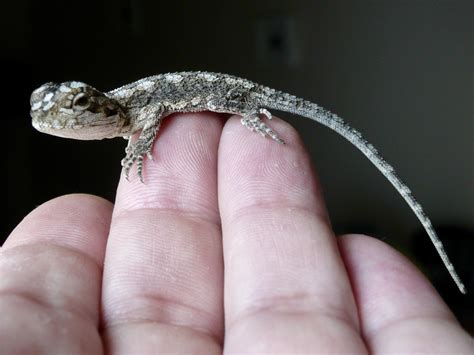 australian juvenile eastern water dragon