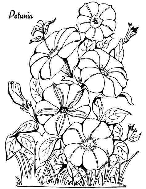 adult coloring page petunias  graphics fairy