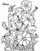 Coloring Pages Adult Petunia Adults Flower Floral Petunias Printable Drawing Color Colouring Thegraphicsfairy Graphics Fairy Flowers Kids Sunflower Cool Print sketch template